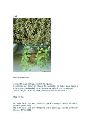 AJÊ
Uso nos terreiros:
Atribuída a Ajê Saluga, o orixá da riqueza.
É utilizada em todos os rituais de iniciação, no àgbo, para lavar o
assentamento do orixá e em banhos para atrair sorte e riqueza.
Tem a função de atrair sorte, prosperidade e abundância.
Uso em Ifá:
Do odu Ìwòrì ose em “trabalho para conseguir muito dinheiro”
(Verger 1995:339)
Do odu ìrete ose em “trabalho para conseguir muito dinheiro”
(Verger 1995:339)
 