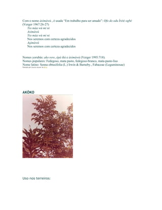 Com o nome àsìmáwù , é usada “Em trabalho para ser amado”: Ofo do odu Ìrètè ogbè
(Verger 1967:26-27)
Yio máa wù mi ni
Asìmáwù
Yio máa wù mi ni
Nos seremos com certeza agradecidos
Asìmáwù
Nos seremos com certeza agradecidos
Nomes yorubás: ako rere, òpá ikú e àsìmáwù (Verger 1995:718).
Nomes populares: Fedegoso, mata pasto, fedegoso-branco, mata-pasto-liso
Nome latino: Senna obtusifolia (L.) Irwin & Barneby., Fabaceae (Leguminosae)
Postado por Eduardo Abiodun às 09:14
AKÒKO
Uso nos terreiros:
 