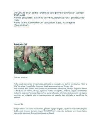 Do Odu Ìrù ekùn como “proteção para prender um louco” (Verger
1995:441)
Nomes populares: Balainho-de-velho, perpétua-roxa, perpétua-do-
mato
Nome latino: Centratherum punctatum Cass., Asteraceae
(Compositae),
Postado por Eduardo Abiodun às 07:06
ÀNKÉMI LÉTÍ
Uso nos terreiros:
Folha usada para atrair prosperidade, utilizada na iniciação, no àgbo e no ritual de “abrir a
fala” do orixá. É uma folha feminina, ligada ao compartimento Terra e gún.
Nos terreiros, esta folha é mais conhecida pelos nomes akonijé ou jokonijé. Segundo Barros
(1993:109) seu nome jokonijé significa “senta sossegado”, todavia, alguns informantes
traduzem-no como “sentada ela come”, o que é reforçado pelo fato, desta espécie, em alguns
terreiros, ser colocada sob os assentamentos por ocasião das oferendas e sacrifícios de
animais.
Uso em Ifá:
Verger apenas cita como mil-homens, jarrinha e papo-de-peru, a espécie aristolochia ringens
Vahl., com o nome Yorubá Ànkémi létí (1995:635), mas não esclarece se o nome latino
trata-se de sinonímia da espécie utilizada no Brasil.
 