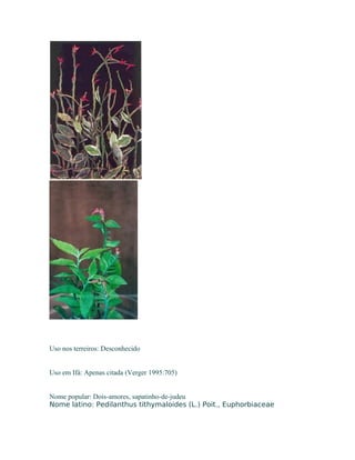Uso nos terreiros: Desconhecido
Uso em Ifá: Apenas citada (Verger 1995:705)
Nome popular: Dois-amores, sapatinho-de-judeu
Nome latino: Pedilanthus tithymaloides (L.) Poit., Euphorbiaceae
 