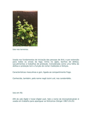 Uso nos terreiros:
Usada nos fundamentos de iniciação das pessoas de Airá, e por extensão
para todos os orixás do fogo. Entra no àgbo, banhos de defesa,
sacudimentos e trabalhos de proteção. Considerada como uma folha de
defesa e proteção tem a função de cortar maldições e feitiços.
Características masculinas e gún, ligada ao compartimento Fogo.
Conhecida, também, pelo nome nagô isúmi uré, nos candomblés.
Uso em Ifá:
Ofó do odù Ogbè rí kúsá (Ogbè osá). Sob o nome de Arùnsánànsánàn é
usada em trabalho para apaziguar as feiticeiras (Verger 1967:24-25)
 