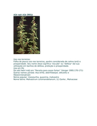 ASA tabi ASA ORISA
Uso nos terreiros:
Folha de pouco uso nos terreiros, porém considerada de calma (eró) e
prosperidade. Seu nome (Asa) significa “escudo” ou "defesa" daí sua
utilização em banhos de defesa, proteção e prosperidade.
Uso em Ifá:
Do odú Ìwòrì méjì em “Receita para ossos fortes” (Verger 1995:170-171)
Outros nomes yorùbá: Asa òrìñà, abórìñàwáyé, sëkúsïkú e
Ölýwûnrànsánsán
Nome popular: Vassouriha, guaxima, malvastro
Nome latino: Malvastrum coromandelianum, (L) Garke., Malvaceae
 
