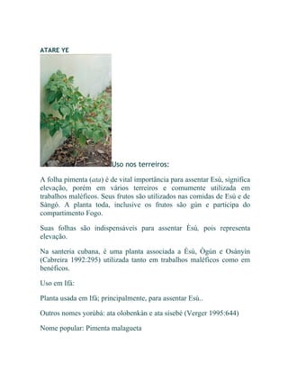 ATARE YE
Uso nos terreiros:
A folha pimenta (ata) é de vital importância para assentar Esù, significa
elevação, porém em vários terreiros e comumente utilizada em
trabalhos maléficos. Seus frutos são utilizados nas comidas de Esù e de
Sàngó. A planta toda, inclusive os frutos são gún e participa do
compartimento Fogo.
Suas folhas são indispensáveis para assentar Èsù, pois representa
elevação.
Na santeria cubana, é uma planta associada a Èsù, Ògún e Osányìn
(Cabreira 1992:295) utilizada tanto em trabalhos maléficos como em
benéficos.
Uso em Ifá:
Planta usada em Ifá; principalmente, para assentar Esù..
Outros nomes yorùbá: ata olobenkàn e ata sísebé (Verger 1995:644)
Nome popular: Pimenta malagueta
 