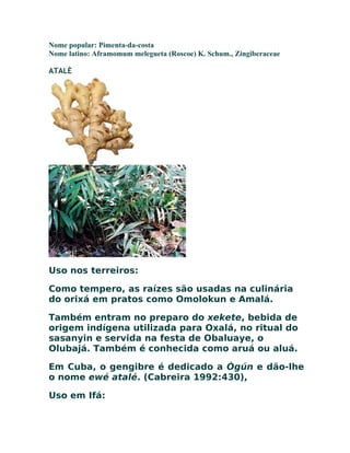 Nome popular: Pimenta-da-costa
Nome latino: Aframomum melegueta (Roscoe) K. Schum., Zingiberaceae
ATALÈ
Uso nos terreiros:
Como tempero, as raízes são usadas na culinária
do orixá em pratos como Omolokun e Amalá.
Também entram no preparo do xekete, bebida de
origem indígena utilizada para Oxalá, no ritual do
sasanyin e servida na festa de Obaluaye, o
Olubajá. Também é conhecida como aruá ou aluá.
Em Cuba, o gengibre é dedicado a Ògún e dão-lhe
o nome ewé atalé. (Cabreira 1992:430),
Uso em Ifá:
 