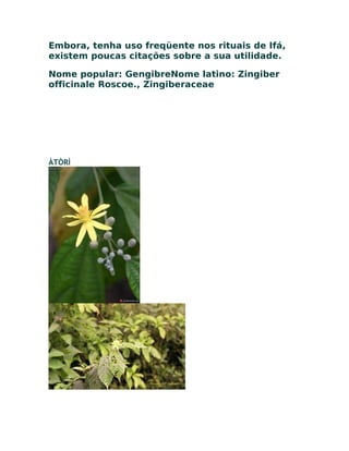 Embora, tenha uso freqüente nos rituais de Ifá,
existem poucas citações sobre a sua utilidade.
Nome popular: GengibreNome latino: Zingiber
officinale Roscoe., Zingiberaceae
ÀTÒRÌ
 