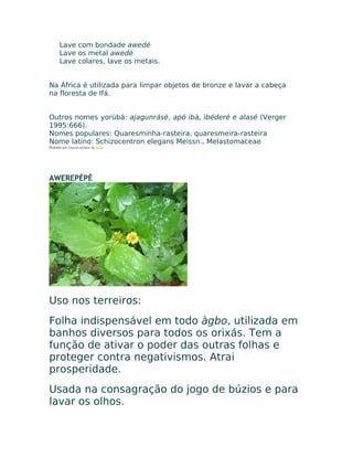 Lave com bondade awedé
Lave os metal awedé
Lave colares, lave os metais.
Na África é utilizada para limpar objetos de bronze e lavar a cabeça
na floresta de Ifá.
Outros nomes yorùbá: ajagunrásè, apó ibà, ìbéderé e alasé (Verger
1995:666).
Nomes populares: Quaresminha-rasteira, quaresmeira-rasteira
Nome latino: Schizocentron elegans Meissn., Melastomaceae
Postado por Eduardo Abiodun às 12:33
AWEREPÈPÈ
Uso nos terreiros:
Folha indispensável em todo àgbo, utilizada em
banhos diversos para todos os orixás. Tem a
função de ativar o poder das outras folhas e
proteger contra negativismos. Atrai
prosperidade.
Usada na consagração do jogo de búzios e para
lavar os olhos.
 