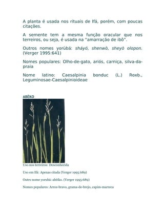 A planta é usada nos rituais de Ifá, porém, com poucas
citações.
A semente tem a mesma função oracular que nos
terreiros, ou seja, é usada na “amarração de ibô”.
Outros nomes yorùbá: sháyó, shenwò, sheyò olopon.
(Verger 1995:641)
Nomes populares: Olho-de-gato, ariós, carniça, silva-da-
praia
Nome latino: Caesalpinia bonduc (L.) Roxb.,
Leguminosae-Caesalpinioideae
ABÉKO
Uso nos terreiros: Desconhecida
Uso em Ifá: Apenas citada (Verger 1995:689)
Outro nome yorubá: abèiko. (Verger 1995:689)
Nomes populares: Arroz-bravo, grama-de-brejo, capim-marreca
 