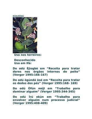 BOMUBÓMÚ
Uso nos terreiros:
Desconhecido
Uso em Ifá:
Do odú Èjìogbè em “Receita para tratar
dores nos órgãos internos do peito”
(Verger 1995:166-167)
Do odú ògúndá òsé em “Receita para tratar
os dedos dos pés” (Verger 1995:168- 169)
Do odú Òfún méjI em “Trabalho para
dominar alguém” (Verger 1995:344-345)
Do odú Ìrú ekùn em “Trabalho para
envolver alguém num processo judicial”
(Verger 1995:408-409)
 
