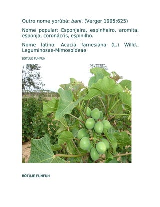 Outro nome yorùbá: bani. (Verger 1995:625)
Nome popular: Esponjeira, espinheiro, aromita,
esponja, coronácris, espinilho.
Nome latino: Acacia farnesiana (L.) Willd.,
Leguminosae-Mimosoideae
BÒTUJÈ FUNFUN
BÒTUJÈ FUNFUN
 