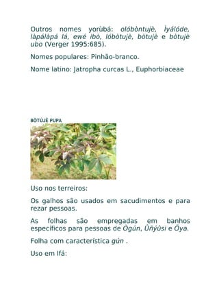Outros nomes yorùbá: olóbòntujè, Ìyálóde,
làpálàpá lá, ewé ibò, lóbòtujè, bòtujè e bòtujè
ubo (Verger 1995:685).
Nomes populares: Pinhão-branco.
Nome latino: Jatropha curcas L., Euphorbiaceae
BÒTÚJÈ PUPA
Uso nos terreiros:
Os galhos são usados em sacudimentos e para
rezar pessoas.
As folhas são empregadas em banhos
específicos para pessoas de Ògún, Ûñýûsi e Öya.
Folha com característica gún .
Uso em Ifá:
 