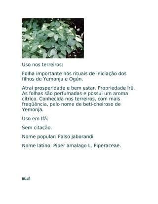 Uso nos terreiros:
Folha importante nos rituais de iniciação dos
filhos de Yemonja e Ogún.
Atrai prosperidade e bem estar. Propriedade îrû.
As folhas são perfumadas e possui um aroma
cítrico. Conhecida nos terreiros, com mais
freqüência, pelo nome de beti-cheiroso de
Yemonja.
Uso em Ifá:
Sem citação.
Nome popular: Falso jaborandi
Nome latino: Piper amalago L. Piperaceae.
BÙJÉ
 