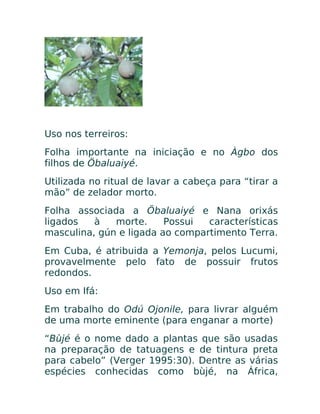 Uso nos terreiros:
Folha importante na iniciação e no Àgbo dos
filhos de Öbaluaiyé.
Utilizada no ritual de lavar a cabeça para “tirar a
mão” de zelador morto.
Folha associada a Öbaluaiyé e Nana orixás
ligados à morte. Possui características
masculina, gún e ligada ao compartimento Terra.
Em Cuba, é atribuida a Yemonja, pelos Lucumi,
provavelmente pelo fato de possuir frutos
redondos.
Uso em Ifá:
Em trabalho do Odú Ojonile, para livrar alguém
de uma morte eminente (para enganar a morte)
“Bùjé é o nome dado a plantas que são usadas
na preparação de tatuagens e de tintura preta
para cabelo” (Verger 1995:30). Dentre as várias
espécies conhecidas como bùjé, na África,
 