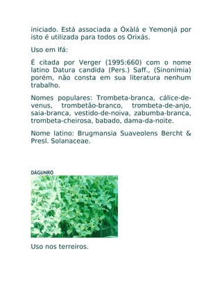 iniciado. Está associada a Òxàlá e Yemonjá por
isto é utilizada para todos os Orixás.
Uso em Ifá:
É citada por Verger (1995:660) com o nome
latino Datura candida (Pers.) Saff., (Sinonímia)
porém, não consta em sua literatura nenhum
trabalho.
Nomes populares: Trombeta-branca, cálice-de-
venus, trombetão-branco, trombeta-de-anjo,
saia-branca, vestido-de-noiva, zabumba-branca,
trombeta-cheirosa, babado, dama-da-noite.
Nome latino: Brugmansia Suaveolens Bercht &
Presl. Solanaceae.
DÁGUNRÓ
Uso nos terreiros.
 