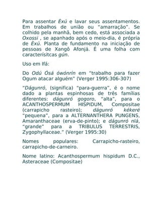Para assentar Èxú e lavar seus assentamentos.
Em trabalhos de união ou “amarração”. Se
colhido pela manhã, bem cedo, está associada a
Oxossi , se apanhado após o meio-dia, é própria
de Èxú. Planta de fundamento na iniciação de
pessoas de Xangô Afonjá. É uma folha com
caracterísitcas gún.
Uso em Ifá:
Do Odú Ósá ówónrín em “trabalho para fazer
Ogum atacar alguém” (Verger 1995:306-307)
“Dágunró, (significa) “para-guerra”, é o nome
dado a plantas espinhosas de três famílias
diferentes: dágunró gogoro, “alta”, para o
ACANTHOSPERMUM HISPIDUM, Compositae
(carrapicho rasteiro); dágunró kékeré
“pequena”, para a ALTERNANTHERA PUNGENS,
Amaranthaceae (erva-de-pinto); e dágunró nlá,
“grande” para a TRIBULUS TERRESTRIS,
Zygophyllaceae.” (Verger 1995:30)
Nomes populares: Carrapicho-rasteiro,
carrapicho-de-carneiro.
Nome latino: Acanthospermum hispidum D.C.,
Asteraceae (Compositae)
 