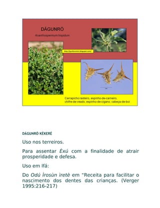 DÁGUNRÓ KÉKERÉ
Uso nos terreiros.
Para assentar Èxú com a finalidade de atrair
prosperidade e defesa.
Uso em Ifá:
Do Odú Ìrosùn ìretè em “Receita para facilitar o
nascimento dos dentes das crianças. (Verger
1995:216-217)
 