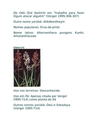 Do Odú Òsá òwónrín em “trabalho para fazer
Ogum atacar alguém” (Verger 1995:306-307)
Outro nome yorùbá: Atikékeréheyín
Nomes populares: Erva-de-pinto
Nome latino: Alternanthera pungens Kunth,
Amaranthaceae
EÉRAN EYE
Uso nos terreiros: Desconhecido
Uso em Ifá: Apenas citada por Verger
(l995:714) como planta de Ifá
Outros nomes yorùbá: Òwú e Sokodoya
(Verger 1995:714)
 