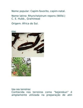 Nome popular: Capim-favorito, capim-natal.
Nome latino: Rhynchelytrum repens (Willd.)
C. E. Hubb., Gramineae
Origem: África do Sul.
ÈÈRÙ
Uso nos terreiros:
Conhecida nos terreiros como “bejerekun” é
amplamente utilizada na preparação de atin
 