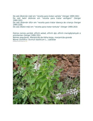 Do odú Ûkànràn méjì em “receita para tratar varíola” (Verger 1995:181)
Do odú Ìwòrì ûkànràn em “receita para tratar vertigem” (Verger
1995:197)
Do odú Ûkànràn òfún em “receita para tratar doença de criança (Verger
1995:229).
Do odu Ûbàrà méjì em “receita para tratar tontuta” (Verger 1995:263)
Outros nomes yorùbá: efínrín wéwé, efínrín àjà, efínrín marúgbýsányán e
arùntantan (Verger 1995:701)
Nomes populares: Manjericão-de-folha-larga, manjericão-grande
Nome científico: Ocimun basilicum L., Labiatae
Postado por Eduardo Abiodun às 13:47
 