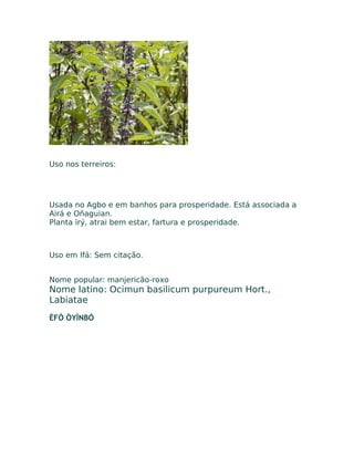 Uso nos terreiros:
Usada no Agbo e em banhos para prosperidade. Está associada a
Airá e Oñaguian.
Planta ïrý, atrai bem estar, fartura e prosperidade.
Uso em Ifá: Sem citação.
Nome popular: manjericão-roxo
Nome latino: Ocimun basilicum purpureum Hort.,
Labiatae
ÈFÓ ÒYÌNBÓ
 