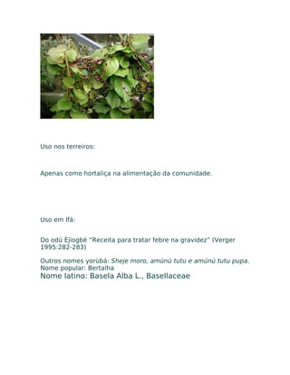 Uso nos terreiros:
Apenas como hortaliça na alimentação da comunidade.
Uso em Ifá:
Do odú Èjìogbè “Receita para tratar febre na gravidez” (Verger
1995:282-283)
Outros nomes yorùbá: Sheje moro, amúnú tutu e amúnú tutu pupa.
Nome popular: Bertalha
Nome latino: Basela Alba L., Basellaceae
 