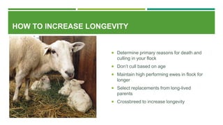 HOW TO INCREASE LONGEVITY
 Determine primary reasons for death and
culling in your flock
 Don’t cull based on age
 Maintain high performing ewes in flock for
longer
 Select replacements from long-lived
parents
 Crossbreed to increase longevity
 