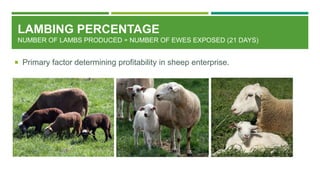 LAMBING PERCENTAGE
NUMBER OF LAMBS PRODUCED ÷ NUMBER OF EWES EXPOSED (21 DAYS)
 Primary factor determining profitability in sheep enterprise.
 