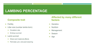 LAMBING PERCENTAGE
Composite trait
 Fertility
 Litter size (number lambs born)
 Ovulation rate
 Embryo survival
 Lamb survival
 Direct and maternal affects
 Perinatal, pre- and post weaning
Affected by many different
factors
 Genetics
 Nutrition
 Management
 Season
 Age
 