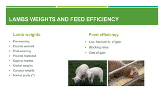 LAMBS WEIGHTS AND FEED EFFICIENCY
Lamb weights
 Pre-weaning
 Pounds weaned
 Post-weaning
 Pounds marketed
 Days to market
 Market weights
 Carcass weights
 Market grade (?)
Feed efficiency
 Lbs. feed per lb. of gain
 Stocking rates
 Cost of gain
 