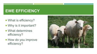 EWE EFFICIENCY
 What is efficiency?
 Why is it important?
 What determines
efficiency?
 How do you improve
efficiency?
 