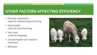 OTHER FACTORS AFFECTING EFFICIENCY
 Parasite resistance
need for deworming/monitoring
 Hoof health
need for hoof trimming
 Hair coat
need for shearing
 Overall health and need for
treatment
 Behavior
 