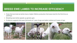 BREED EWE LAMBS TO INCREASE EFFICIENCY
 Ewes that are bred as lambs have a higher lifetime production that ewes bred for the first time as
yearlings.
 Breeding ewe lambs speeds up genetic gain.
 Evidence suggests that ewes that lamb at 1 year of age are better mothers at 2 years of age.
 