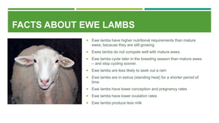 FACTS ABOUT EWE LAMBS
 Ewe lambs have higher nutritional requirements than mature
ewes, because they are still growing.
 Ewes lambs do not compete well with mature ewes.
 Ewe lambs cycle later in the breeding season than mature ewes
– and stop cycling sooner.
 Ewe lambs are less likely to seek out a ram
 Ewe lambs are in estrus (standing heat) for a shorter period of
time
 Ewe lambs have lower conception and pregnancy rates
 Ewe lambs have lower ovulation rates
 Ewe lambs produce less milk
 
