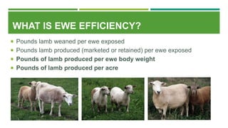 WHAT IS EWE EFFICIENCY?
 Pounds lamb weaned per ewe exposed
 Pounds lamb produced (marketed or retained) per ewe exposed
 Pounds of lamb produced per ewe body weight
 Pounds of lamb produced per acre
 