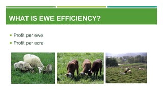 WHAT IS EWE EFFICIENCY?
 Profit per ewe
 Profit per acre
 