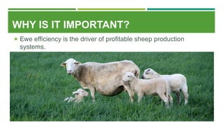 WHY IS IT IMPORTANT?
 Ewe efficiency is the driver of profitable sheep production
systems.
 