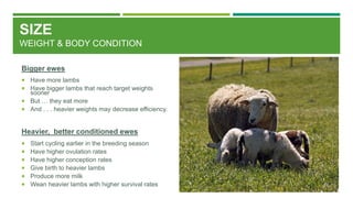 SIZE
WEIGHT & BODY CONDITION
Bigger ewes
 Have more lambs
 Have bigger lambs that reach target weights
sooner
 But … they eat more
 And . . . heavier weights may decrease efficiency.
Heavier, better conditioned ewes
 Start cycling earlier in the breeding season
 Have higher ovulation rates
 Have higher conception rates
 Give birth to heavier lambs
 Produce more milk
 Wean heavier lambs with higher survival rates
 