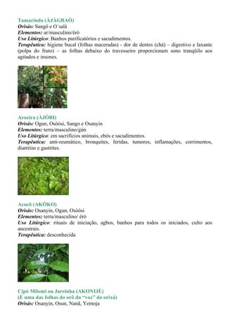 Tamarindo (ÀJÀGBAÓ)
Orisás: Sangô e O´salá
Elementos: ar/masculino/èrò
Uso Litúrgico: Banhos purificatórios e sacudimentos.
Terapêutica: higiene bucal (folhas maceradas) - dor de dentes (chá) – digestivo e laxante
(polpa do fruto) – as folhas debaixo do travesseiro proporcionam sono tranqüilo aos
agitados e insones.




Aroeira (ÀJÓBI)
Orisás: Ogun, Osòósi, Sango e Osanyin
Elementos: terra/masculino/gùn
Uso Litúrgico: em sacrifícios animais, ebós e sacudimentos.
Terapêutica: anti-reumático, bronquites, feridas, tumores, inflamações, corrimentos,
diarréias e gastrites.




Acocô (AKÓKO)
Orisás: Osanyin, Ogun, Osòósi
Elementos: terra/masculino/ èrò
Uso Litúrgico: rituais de iniciação, agbos, banhos para todos os iniciados, culto aos
ancestrais.
Terapêutica: desconhecida




Cipó Milomi ou Jarrinha (AKONIJÈ)
(É uma das folhas do orô da “voz” do orixá)
Orisás: Osanyin, Osun, Nanã, Yemoja
 