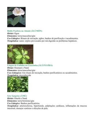 Boldo Paulista ou Alumã (ÀLÚMÓN)
Orisás: Ogun
Elementos: terra/masculino/gùn
Uso Litúrgico: Rituais de iniciação, agbos, banhos de purificação e sacudimentos.
Terapêutica: sumo: enjôos provocados por má digestão ou problemas hepáticos.




Língua de Galinha ou Guaximba (ÀLÙPÀYÍDÀ)
Orisás: Osumaré e Nanã
Elementos: terra/masculino/gùn
Usos Litúrgicos: Em rituais de iniciação, banhos purificatóeios ou sacudimentos.
Terapêutica: desconhecida




Sete Sangrias (ÀMÙ)
Orisás: Omolú e Nanã
Elementos: terra/feminino/gùn
Uso Litúrgico: Banhos purificatórios.
Terapêutica: arteriosclerose, hipertensão, palpitações cardíacas, inflamações da mucosa
intestinal, doenças venéreas e afecções de pele.
 