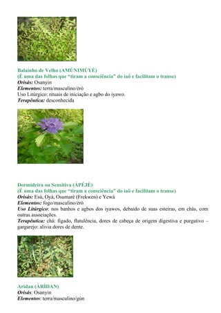 Balainho de Velho (AMÚNIMÚYÈ)
(É uma das folhas que “tiram a consciência” do iaô e facilitam o transe)
Orisás: Osanyin
Elementos: terra/masculino/èrò
Uso Litúrgico: rituais de iniciação e agbo do iyawo.
Terapêutica: desconhecida




Dormideira ou Sensitiva (ÁPÉJÈ)
(É uma das folhas que “tiram a consciência” do iaô e facilitam o transe)
Orisás: Esú, Oyá, Osumaré (Frekwen) e Yewá
Elementos: fogo/masculino/èrò
Uso Litúrgico: nos banhos e agbos dos iyawos, debaido de suas esteiras, em chás, com
outras associações.
Terapêutica: chá: fígado, flatulência, dores de cabeça de origem digestiva e purgativo –
gargarejo: alivia dores de dente.




Aridan (ÀRÌDAN)
Orisás: Osanyin
Elementos: terra/masculino/gùn
 