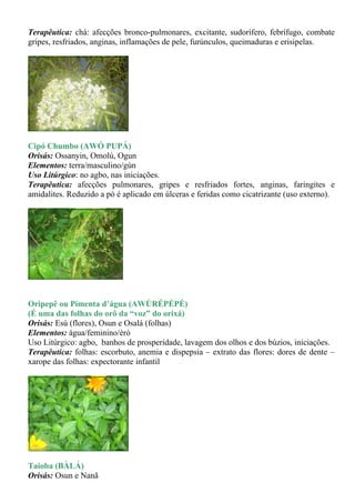 Terapêutica: chá: afecções bronco-pulmonares, excitante, sudorífero, febrífugo, combate
gripes, resfriados, anginas, inflamações de pele, furúnculos, queimaduras e erisipelas.




Cipó Chumbo (AWÓ PUPÁ)
Orisás: Ossanyin, Omolú, Ogun
Elementos: terra/masculino/gùn
Uso Litúrgico: no agbo, nas iniciações.
Terapêutica: afecções pulmonares, gripes e resfriados fortes, anginas, faringites e
amidalites. Reduzido a pó é aplicado em úlceras e feridas como cicatrizante (uso externo).




Oripepê ou Pimenta d’água (AWÙRÉPÉPÉ)
(É uma das folhas do orô da “voz” do orixá)
Orisás: Esú (flores), Osun e Osalá (folhas)
Elementos: água/feminino/èrò
Uso Litúrgico: agbo, banhos de prosperidade, lavagem dos olhos e dos búzios, iniciações.
Terapêutica: folhas: escorbuto, anemia e dispepsia – extrato das flores: dores de dente –
xarope das folhas: expectorante infantil




Taioba (BÀLÁ)
Orisás: Osun e Nanã
 