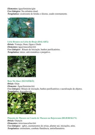 Elementos: água/feminino/gùn
Uso Litúrgico: Na culinária ritual.
Terapêutica: cicatrizante de feridas e úlceras, usado externamente.




Lírio Branco ou Lírio do Brejo (BALABÁ)
Orisás: Yemoja, Osun, Ogun e Osalá
Elementos: água/masculino/èrò
Uso Litúrgico: Rituais de Iniciação, banhos purificatórios.
Terapêutica: raízes: anti-reumático e purgativo.




Bem Me Quer (BÁNJÓKÓ)
Orisás: Osun
Elemento: Água/feminino/èrò
Uso Litúrgico: Rituais de iniciação, banhos purificatórios e sacralização de objetos.
Terapêutica: desconhecida




Pimenta de Macaco ou Canela de Macaco ou Bejerecum (BEJEREKUN)
Orisás: Osanyin
Elementos: terra/masculino/èrò
Uso Litúrgico: agbos, asentamentos de orisas, plantar asé, iniciações, atins.
Terapêutica: estimulante, combate flatulência, antiinflamatório.
 