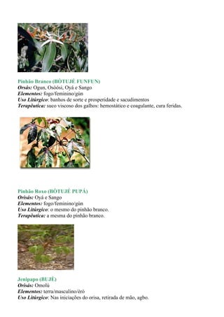 Pinhão Branco (BÒTUJÉ FUNFUN)
Orsás: Ogun, Osòósi, Oyá e Sango
Elementos: fogo/feminino/gùn
Uso Litúrgico: banhos de sorte e prosperidade e sacudimentos
Terapêutica: suco viscoso dos galhos: hemostático e coagulante, cura feridas.




Pinhão Roxo (BÒTUJÉ PUPÁ)
Orisás: Oyá e Sango
Elementos: fogo/feminino/gùn
Uso Litúrgico: o mesmo do pinhão branco.
Terapêutica: a mesma do pinhão branco.




Jenipapo (BUJÈ)
Orisás: Omolú
Elementos: terra/masculino/èrò
Uso Litúrgico: Nas iniciações do orisa, retirada de mão, agbo.
 