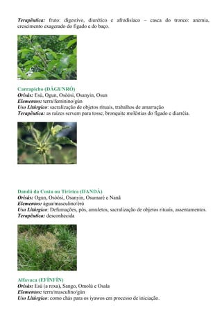Terapêutica: fruto: digestivo, diurético e afrodisíaco – casca do tronco: anemia,
crescimento exagerado do fígado e do baço.




Carrapicho (DÁGUNRÓ)
Orisás: Esú, Ogun, Osòósi, Osanyin, Osun
Elementos: terra/feminino/gùn
Uso Litúrgico: sacralização de objetos rituais, trabalhos de amarração
Terapêutica: as raízes servem para tosse, bronquite moléstias do fígado e diarréia.




Dandá da Costa ou Tiririca (DANDÀ)
Orisás: Ogun, Osòósi, Osanyin, Osumaré e Nanã
Elementos: água/masculino/èrò
Uso Litúrgico: Defumações, pós, amuletos, sacralização de objetos rituais, assentamentos.
Terapêutica: desconhecida




Alfavaca (EFÍNFÍN)
Orisás: Esú (a roxa), Sango, Omolú e Osala
Elementos: terra/masculino/gùn
Uso Litúrgico: como chás para os iyawos em processo de iniciação.
 