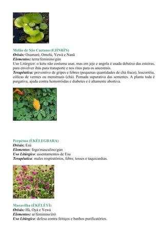 Melão de São Caetano (EJÌNRÌN)
Orisás: Osumaré, Omolú, Yewá e Nanã
Elementos: terra/feminino/gùn
Uso Litúrgico: o ketu não costuma usar, mas em jeje e angola é usada debaixo das esteiras,
para envolver ibás para transporte e nos ritos para os ancestrais.
Terapêutica: preventivo de gripes e febres (pequenas quantidades de chá fraco), leucorréia,
cólicas de vermes ou menstruais (chá). Pomada supurativa das sementes. A planta toda é
purgativa, ajuda contra hemorróidas e diabetes e é altamente abortiva.




Perpétua (ÈKÈLEGBARA)
Orisás: Esú
Elementos: fogo/masculino/gùn
Uso Litúrgico: assentamentos de Esu
Terapêutica: males respiratórios, febre, tosses e taquicardias.




Maravilha (ÈKÈLÈYÍ)
Orisás: Ifá, Oyá e Yewá
Elementos: ar/feminino/èrò
Uso Litúrgico: defesa contra feitiços e banhos purificatórios.
 