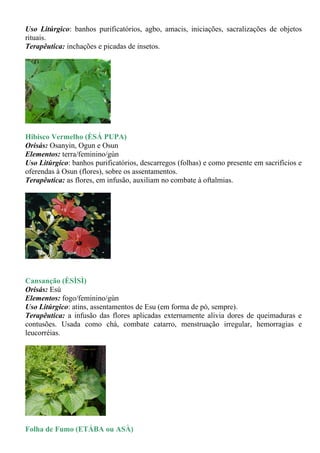 Uso Litúrgico: banhos purificatórios, agbo, amacis, iniciações, sacralizações de objetos
rituais.
Terapêutica: inchações e picadas de insetos.




Hibisco Vermelho (ÈSÁ PUPA)
Orisás: Osanyin, Ogun e Osun
Elementos: terra/feminino/gùn
Uso Litúrgico: banhos purificatórios, descarregos (folhas) e como presente em sacrifícios e
oferendas à Osun (flores), sobre os assentamentos.
Terapêutica: as flores, em infusão, auxiliam no combate à oftalmias.




Cansanção (ÈSÌSÌ)
Orisás: Esú
Elementos: fogo/feminino/gùn
Uso Litúrgico: atins, assentamentos de Esu (em forma de pó, sempre).
Terapêutica: a infusão das flores aplicadas externamente alivia dores de queimaduras e
contusões. Usada como chá, combate catarro, menstruação irregular, hemorragias e
leucorréias.




Folha de Fumo (ETÁBA ou ASÀ)
 