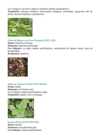 Uso Litúrgico: envolver o Igbi no sacrificio, banhos purificatórios.
Terapêutica: afecções urinárias, intoxicações, faringites, estomatites, gengivites, dor de
dente, afecções hepáticas e pulmonares.




Folha da Riqueza ou Erva Periquito (EWÉ AJÉ)
Orisás: Osumaré eYemoja
Elementos: água/masculino/gùn
Uso Litúrgico: no agbo, banhos purificatórios, sacralização de objetos rituais, atins de
prosperidade.
Terapêutica: diurético.




Boldo ou Tapete d’Oxalá (EWÉ BABÁ)
Orisás: Osalá
Elementos: ar/feminino/èrò
Uso Litúrgico: banhos purificatórios, agbo.
Terapêutica: fígado, rins e estomago.




Quebra Pedra (EWÉ BÍYEMI)
Orisás: Omolú
Elementos: terra/feminino/gùn
Uso Litúrgico: banhos purificatórios
 