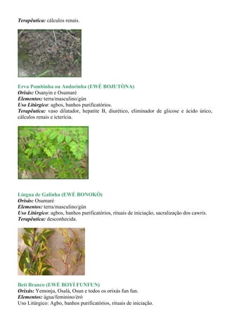 Terapêutica: cálculos renais.




Erva Pombinha ou Andorinha (EWÉ BOJUTÒNA)
Orisás: Osanyin e Osumaré
Elementos: terra/masculino/gùn
Uso Litúrgico: agbos, banhos purificatórios.
Terapêutica: vaso dilatador, hepatite B, diurético, eliminador de glicose e ácido úrico,
cálculos renais e icterícia.




Língua de Galinha (EWÈ BONOKÒ)
Orisás: Osumaré
Elementos: terra/masculino/gùn
Uso Litúrgico: agbos, banhos purificatórios, rituais de iniciação, sacralização dos cawris.
Terapêutica: desconhecida.




Beti Branco (EWÉ BOYÍ FUNFUN)
Orixás: Yemonja, Osalá, Osun e todos os orixás fun fun.
Elementos: água/feminino/èrò
Uso Litúrgico: Agbo, banhos purificatórios, rituais de iniciação.
 