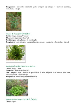 Terapêutica: emoliente, calmante, para lavagem de chagas e erupções cutâneas,
reumatismo e caspa.




Língua de Vaca (EWÉ GBÚRE)
Orisás: Sango, Osun e Yemoja
Elementos: Água/masculino/èrò
Uso Litúrgico: agbo, banhos de purificação.
Terapêutica: como alimento para combater escorbuto e para cortes e feridas (uso tópico).




Xanã (EWÉ GBÚRE ÒSUN ou SANA)
Orisás: Sango, Osun
Elementos: Água/masculino/èrò
Uso Litúrgico: agbo, banhos de purificação e para preparar uma comida para Baru,
juntamente com a folha de Oyó.
Terapêutica: como complemento alimentar.




Espada de São Jorge (EWÉ IDÀ ÒRÌSÀ)
Orisás: Ogun
 