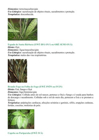 Elementos: terra/masculino/gùn
Uso Litúrgico: sacralização de objetos rituais, sacudimentos e proteção.
Terapêutica: desconhecida.




Espada de Santa Bárbara (EWÉ IDÀ OYÁ ou OBÉ SEMI OYÁ)
Orisás: Oyá
Elementos: Água/masculino/gùn
Uso Litúrgico: sacralização de objetos rituais, sacudimentos e proteção.
Terapêutica: males das vias respiratórias.




Branda Fogo ou Folha de Fogo (EWÉ INÓN ou INÁN)
Orisás: Esú, Sango e Oyá
Elementos: fogo/feminino/gùn
Uso Litúrgico: Colhida antes do sol nascer, pertence a Oyá e Sango e é usada para banhos
de descarga e sacudimento. Colhidas sob o sol do meio dia, pertecem a Esú e se prestam a
feitiços.
Terapêutica: palpitações cardíacas, afecções urinárias e genitais, sífilis, erupções cutâneas,
feridas, coceiras, moléstias de pele.




Capeba ou Pariparoba (EWÉ IYÁ)
 