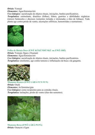 Orisás: Yemojá
Elementos: Água/feminino/èrò
Uso Litúrgico: sacralização de objetos rituais, iniciações, banhos purificatórios.
Terapêutica: estimulante, diurético (folhas), febres, gastrites e debilidades orgânicas
(raízes) furúnculos e abcessos (sementes torradas e misturadas a óleo de linhaça). Toda
planta age contra prisão de ventre, ulcerações sifilíticas, hemorróidas e reumatismo.




Folha de Batata Doce (EWÉ KÚKÚNDÙNKÚ ou EWÉ ORÍ)
Orisás: Yemojá, Ogun e Osumaré
Elementos: Água/feminino/èrò
Uso Litúrgico: sacralização de objetos rituais, iniciações, banhos purificatórios.
Terapêutica: emolientes, age contra tumores e inflamações da boca e da garganta.




Mamona Branca (EWÉ LÁRÀ FUN FUN)
Orisás: Osalá
Elementos: Ar/feminino/gùn
Uso Litúrgico: como recipientes para as comidas rituais.
Terapêutica: inchações, prisão de ventre (óleo das sementes).




Mamona Roxa (EWÉ LÁRÀ PUPÁ)
Orisás: Osanyin e Egun
 